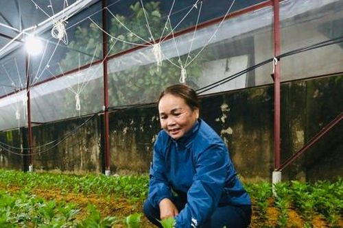 Thắp đèn xuyên đêm để hoa Tết 'không ngủ'