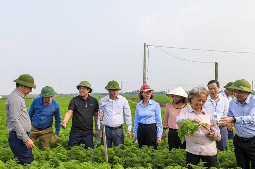 Xuất khẩu vải thiều, rau quả... gặp khó vì vướng hàng rào kỹ thuật