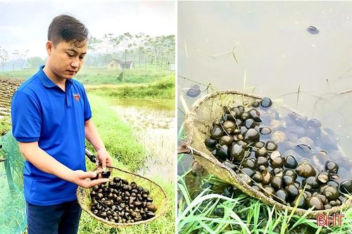 Nuôi 'vàng đen' ở Đức Lĩnh