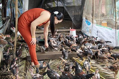 Chủ động nguồn cung gia súc, gia cầm cho dịp Tết