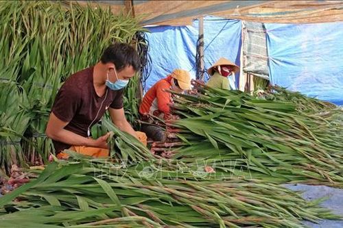 Làng hoa lay-ơn lớn nhất Lâm Đồng xuống giống vụ hoa Tết