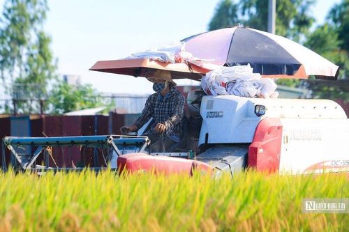 Điều kiện thời tiết thuận lợi, hơn 1,3 triệu ha lúa được thu hoạch sớm