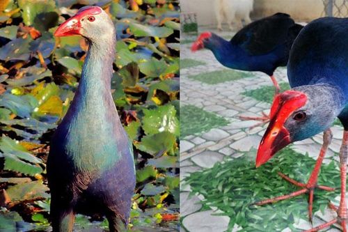 Loài chim nóng tính nhất Việt Nam: Canh nhà dữ tợn không thua chó, múa đẹp nhưng đá cực hiểm