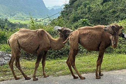 Thông tin mới vụ phát hiện 2 con lạc đà ở Cao Bằng