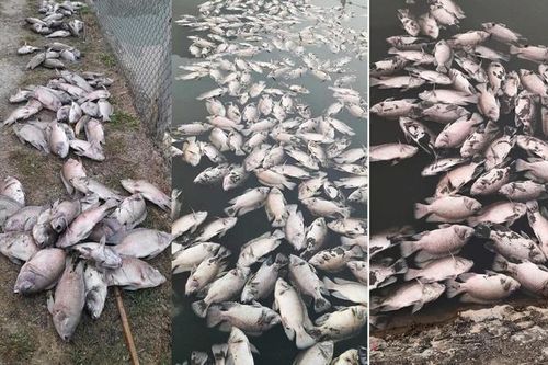 Sơn La: Cận cảnh cá chết hàng loạt, nghi do nước thải chế biến cà phê