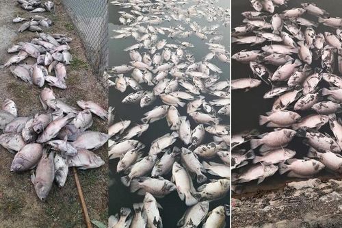 UBND huyện Mai Sơn thông tin sau vụ cá chết hàng loạt ở Sơn La