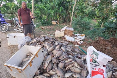 Sơn La: Hàng tấn cá chết nghi do nhiễm nước thải từ chế biến cà phê