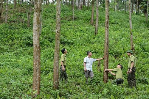 Quỹ Việt Nam xanh: Thêm nguồn lực giữ màu xanh cho rừng