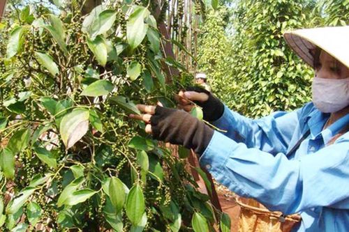 Giá hồ tiêu trong nước tăng 1 triệu đồng/tấn