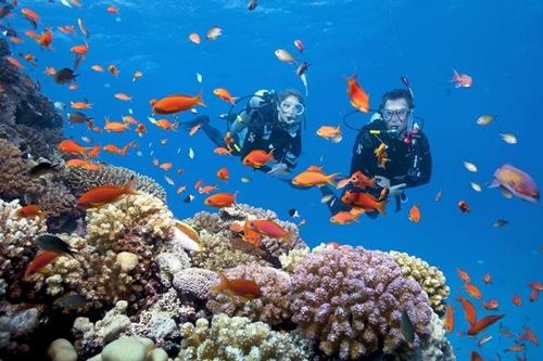Cần đánh giá hiện trạng rạn san hô ở những nơi đề xuất thí điểm lặn biển