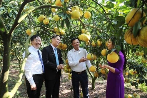 Bắc Giang: Huyện Lục Ngạn xúc tiến du lịch và tiêu thụ trái cây