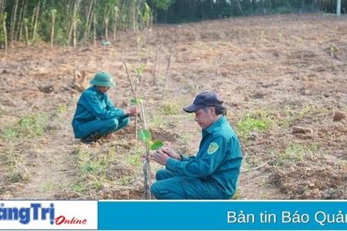Cam Lộ: Tiếp tục chuyển đổi 5 ha đất rừng sang trồng mít Indonesia