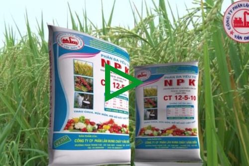 Phân bón Văn Điển 'xanh hóa' các vùng chuyên canh tại miền Trung