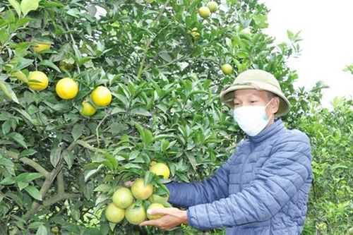 Thay đổi tư duy, nông dân Yên Mỹ 'bắt tay' làm nông nghiệp sạch để làm giàu
