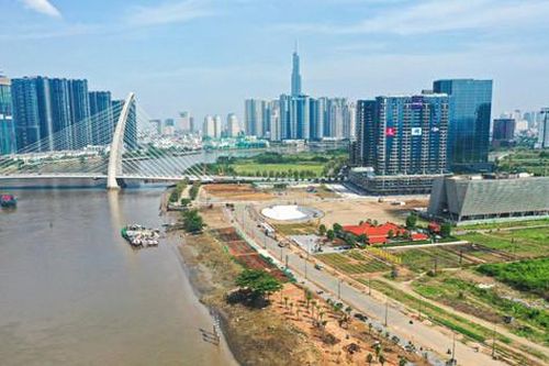 Tất bật trồng 15.000 cây hướng dương ở bờ sông Sài Gòn