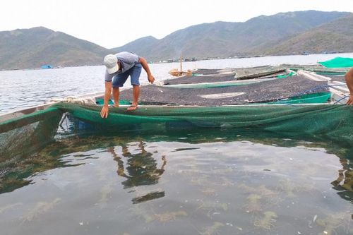 Khó 'gỡ' ách tắc xuất khẩu tôm hùm bông đi Trung Quốc trong ngắn hạn