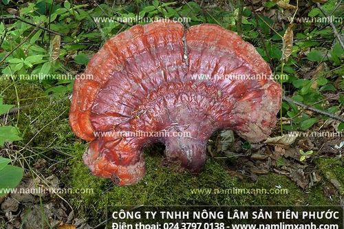 Tác dụng của nấm lim xanh hỗ trợ chống bệnh ung thư như thế nào?