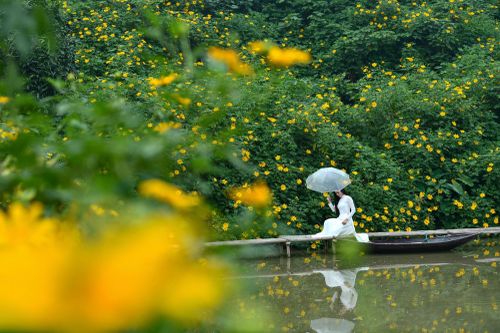 Ngắm những hình ảnh đẹp như tranh tại vườn hoa dã quỳ giữa lòng Hà Nội
