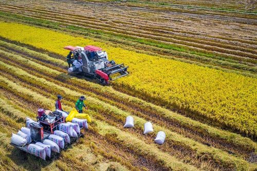 Giữ 'đầu ra' bền vững cho nông sản