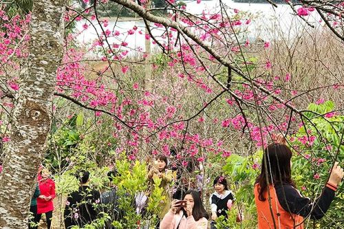 Lễ hội Hoa anh đào Điện Biên Phủ