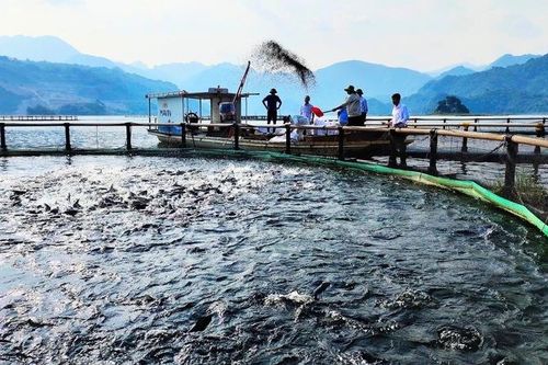Bảo đảm chất lượng sản phẩm cá sông Đà