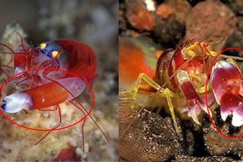 Loài động vật duy nhất sở hữu 'súng', ồn ào số 1 thế giới