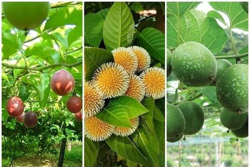 Bất ngờ 3 loại quả leo rào giúp nông dân 'hốt bạc'