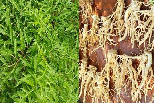 Loài cây được ví như 'nhân sâm của người nghèo': Việt Nam không ít!