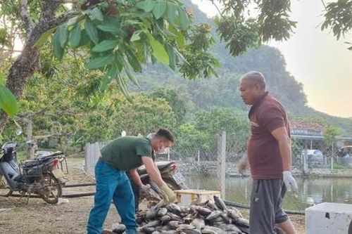 Sơn La thông tin việc hàng tấn cá bị chết