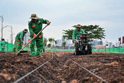 15.000 cây hoa hướng dương đang được trồng bên bờ sông Sài Gòn