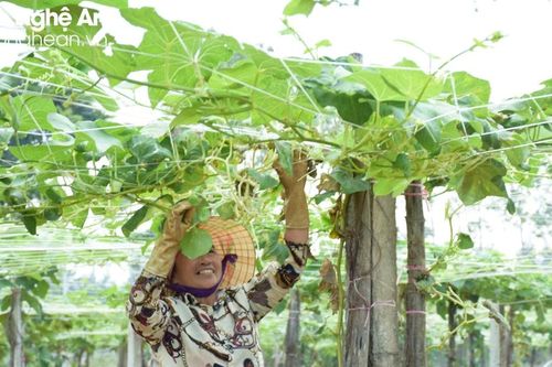 'Vựa' rau lớn nhất Nghệ An hối hả vào vụ Tết
