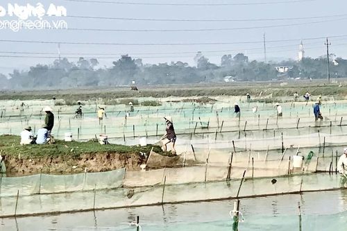 Nhộn nhịp mùa vớt 'lộc trời' ngoài đê sông Lam