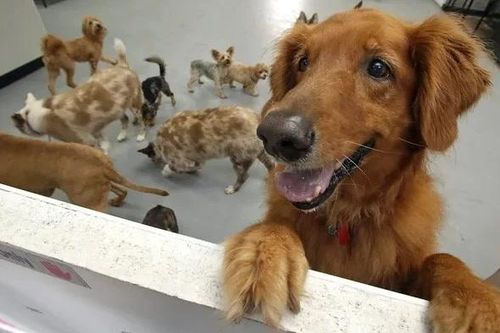 Mỹ: Dịch bệnh hô hấp bí ẩn ở chó lây lan tại 14 bang