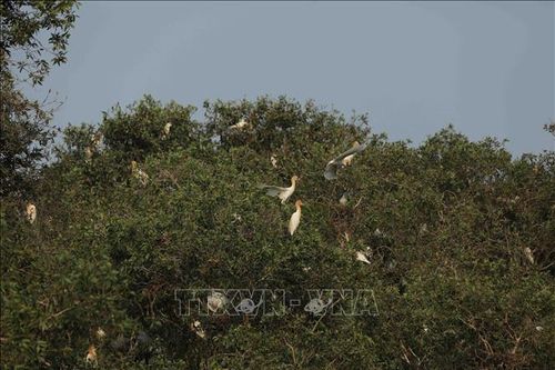 Bảo vệ và phát huy đa dạng sinh học vì sự phát triển bền vững