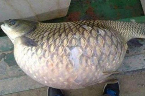 Bắt được cá lạ, người đàn ông lập tức thả đi vì câu nói của hàng xóm