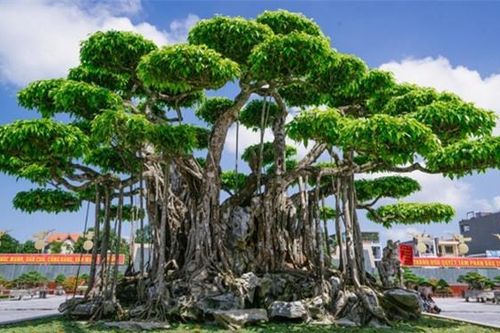 'Siêu cây cảnh' thế bonsai 'độc nhất vô nhị' có giá khủng, nhiều người chỉ ngắm không dám mua