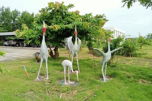 Đồng Tháp quyết tâm 'gọi' sếu về, phục hồi sinh cảnh Vườn quốc gia Tràm Chim