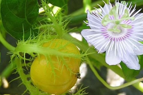 Công dụng 'thần dược' của cây lạc tiên