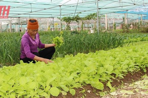 Trên những cánh đồng sản xuất vụ đông ở Nông Cống