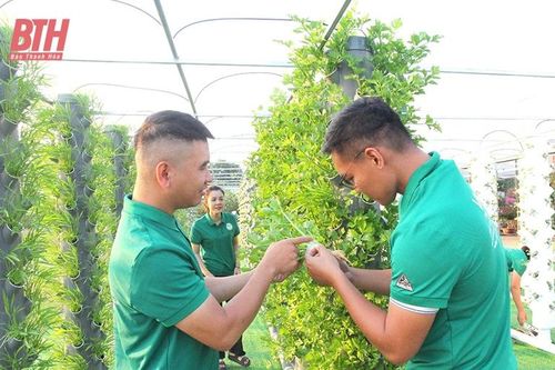 Triển vọng kinh tế từ mô hình trồng rau khí canh