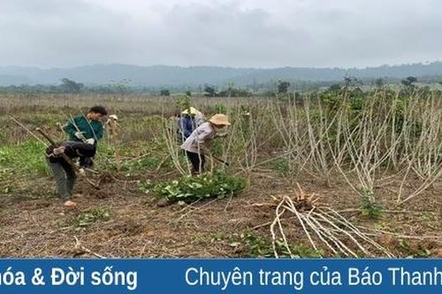 Công ty TNHH Chế biến nông - lâm sản xuất khẩu Như Xuân vào vụ chế biến