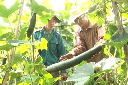 Hạ Hòa tích cực sản xuất vụ đông