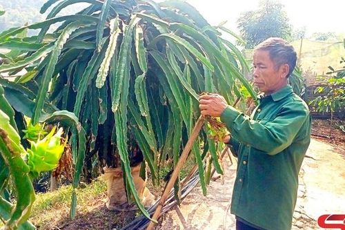 Cựu chiến binh năng động phát triển kinh tế