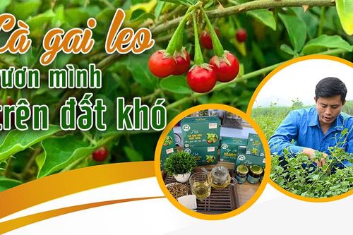 Cà gai leo vươn mình trên đất khó