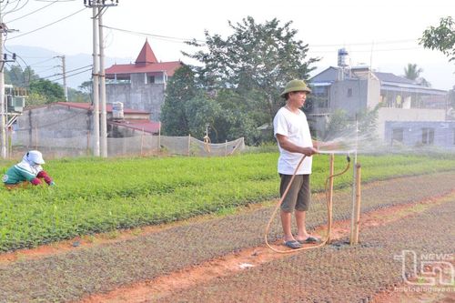 Quản lý chặt chẽ chất lượng giống cây lâm nghiệp
