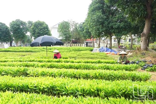 Trồng rừng tập trung vượt 25,8% kế hoạch