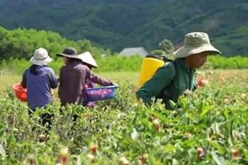 Giải bài toán kinh tế dược liệu từ khởi nghiệp đổi mới sáng tạo