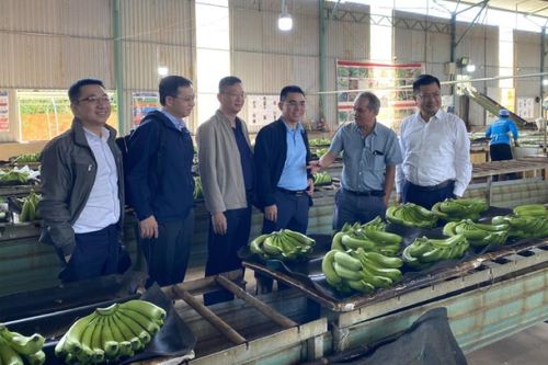 Thaigroup đăng ký mua 52 triệu cổ phiếu phát hành riêng lẻ của HAGL
