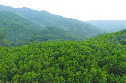 Chi phí là rào cản của doanh nghiệp trong quản lý rừng bền vững