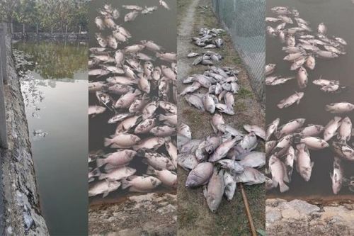 Thông tin về vụ cá chết hàng loạt nổi trắng mặt ao ở Sơn La